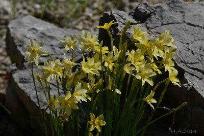 Narcissus_x_perezlarae_2_14-10-04.jpg