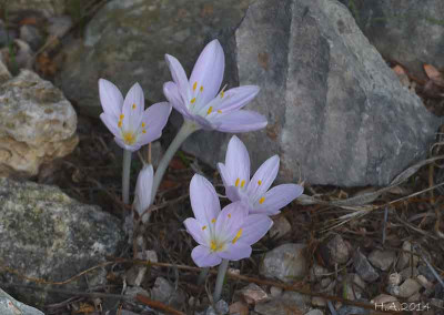 Colchicum_parlatoris_2_14-10.jpg