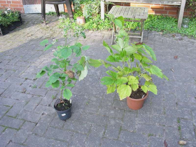 Clematis_Kopie.jpg