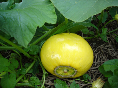 kuerbis1.jpg