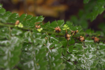 Polistichum-Brutpflanzen-Okt0514_021.jpg