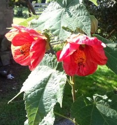 Physalis1.jpg