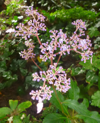Cardiandra_formosana.jpg