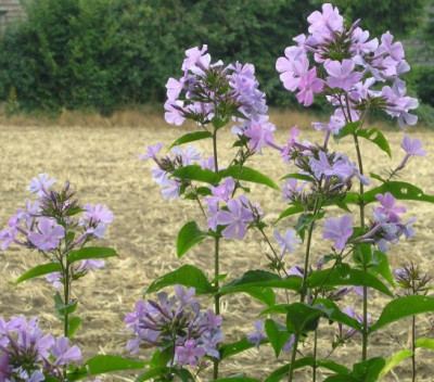 Phlox_paniculata_260705.jpg