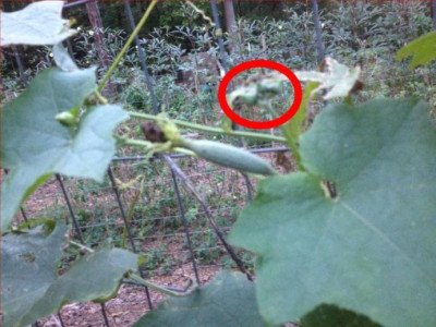 Unknown_plant.jpg