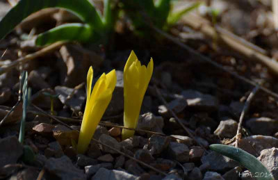 Sternbergia_colchiciflora_2_14-10-07.jpg
