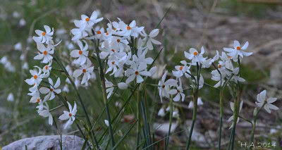Narcissus_elegans_2_14-10-07.jpg