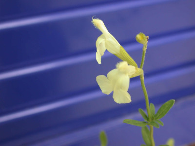 Salbei_6046_57.jpg