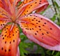 Lilium_Red_Electric1_250608_Ava.jpg