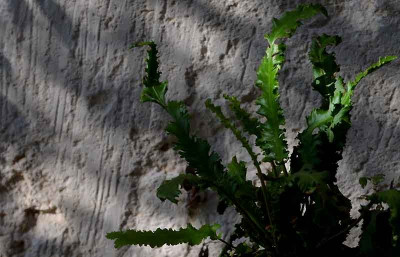 Asplenium_scolopendrium_2.jpg