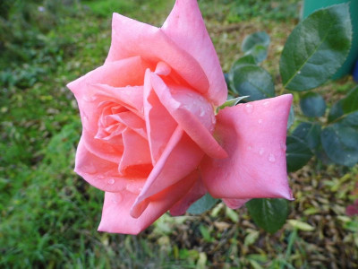 Fiametta_08-10-2014.jpg
