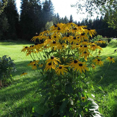 rudbeckiawiese002.jpg
