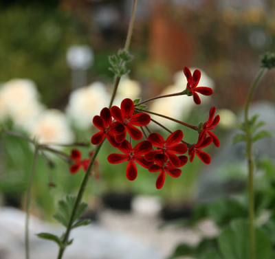 Pelargonie0312a.jpg
