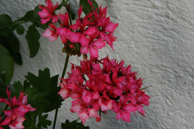 Pelargonie0412a.jpg