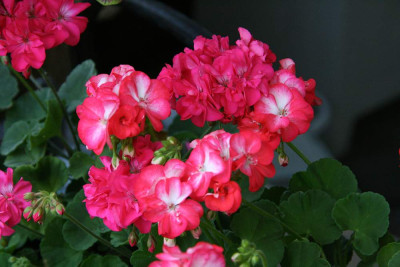 Pelargonie0612a.jpg