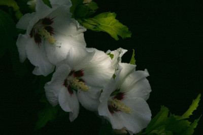 Hibiscus-Juli-1.jpg