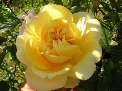 Duchesse_de_Auerstaed1a.jpg