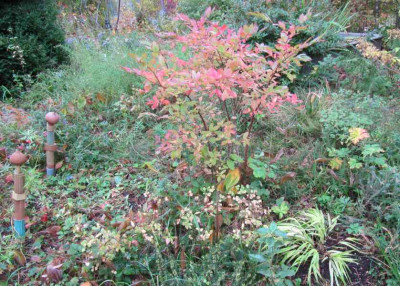 Vorgarten_1_141010.jpg