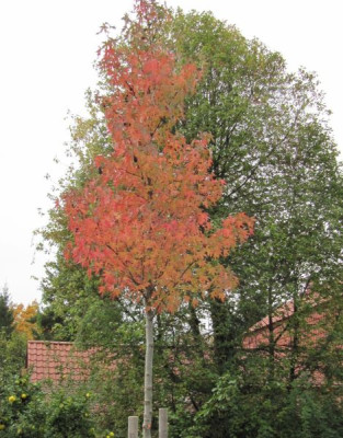 Liquidambar_141010.jpg