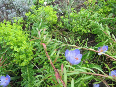 Herbstbluten_141010.jpg