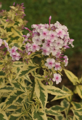 phlox_nora_leigh_2361.jpg
