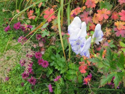 Herbstgluhen_141010.jpg