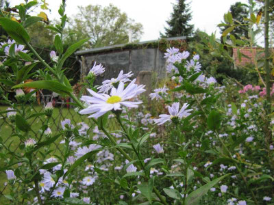 Aster_hellblau_141010.jpg