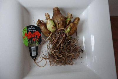Hippeastrum_Multiflora2.jpg