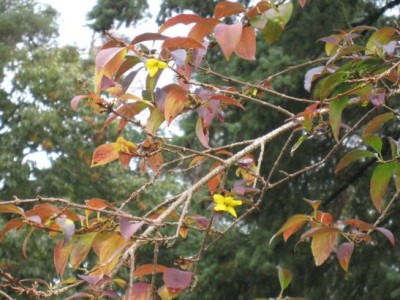 ForsythieHerbstbluete.jpg