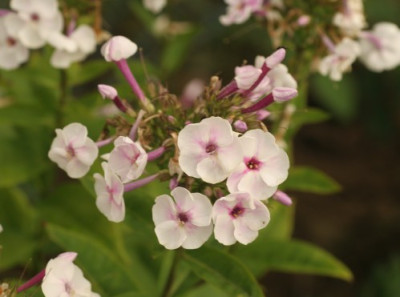phlox_weiss_mit_rosa_2365.jpg