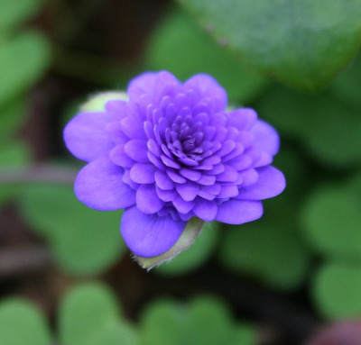 IMG_7173_eHepatica_nobilis_Axel.JPG