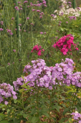phlox_blau_und_pink_2363.jpg