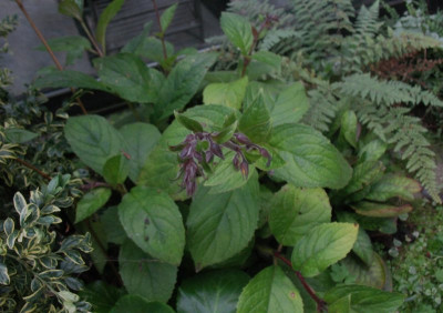 Titanotrichum_oldhamii__...__12.10.14_010.jpg