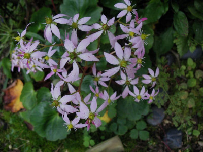 Saxifraga_cortusifolia_Momosekisui_...____10.10.14_007.jpg