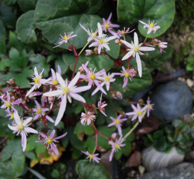 Saxifraga_cortusifolia_Pink_Cloud_...___10.10.14_009.jpg