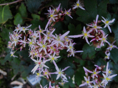 Saxifraga_ncortusifolia_Pink_Haze_...__12.10.14_006.jpg