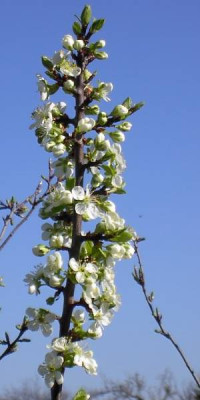 20040414_duo_pflaume_bluete_k.jpg