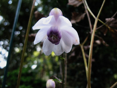 Anemonopsis_macrophylla__..._12.10.14_004.jpg