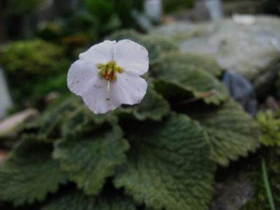 Ramonda_myconi_var._rosea__...__13.10.14_001.jpg