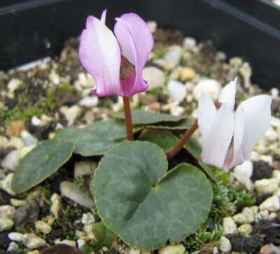 Cyclamen_purpur.Alborosea_14_1.jpg