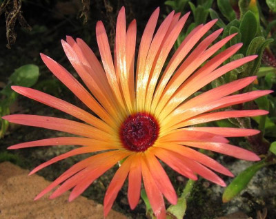 IMG_2886_Mittagsblume_13-10-2014_.jpg