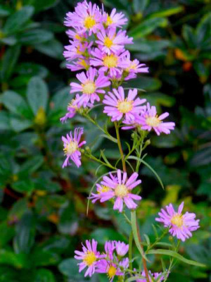 Aster_Danziger.jpg