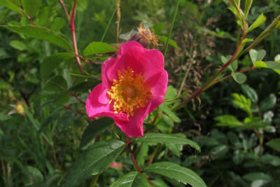 virginiana1.jpg