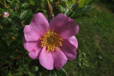 virginiana2.jpg