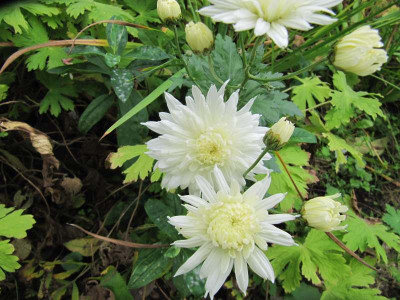 Chrysantheme_Havelschnee_141012.jpg