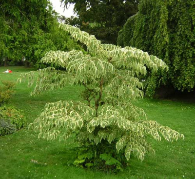 77aralia_var1.jpg
