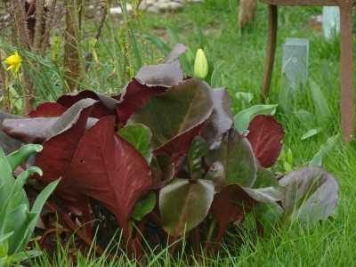 Bergenia_Wintermarchen_2013.jpg