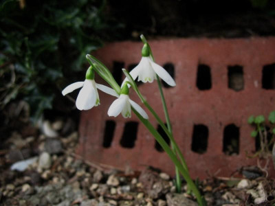 Galanthus_peshmenii__...____17.10.14_018.jpg