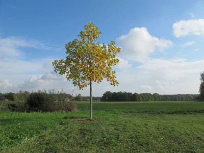 Liriodendron_17.10.14_ue.jpg