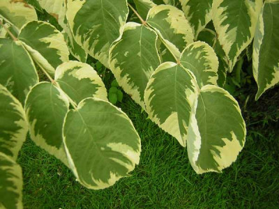 77aralia_var.jpg